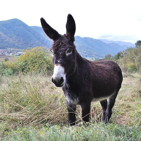 Alberg Masia La Cadamont *